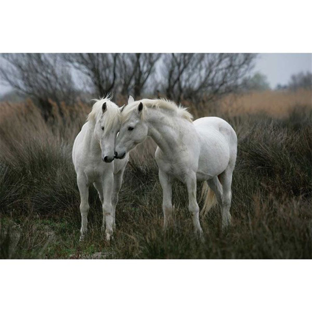 Tomax White Stallions Jigsaw Puzzle 1500pcs