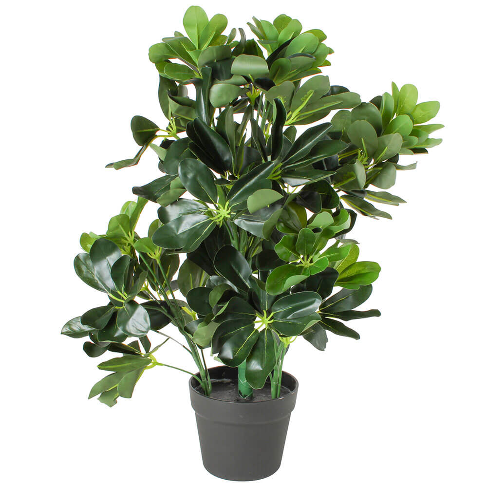 Schefflera Arboricola Plant in Plastic Pot 60cm