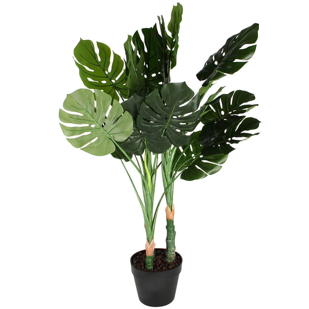 Monstera -plant in plastic pot